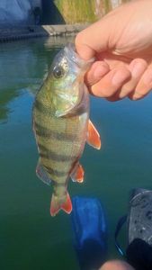 European Perch