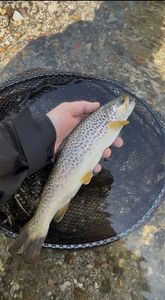 Marble Trout