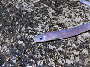Conger