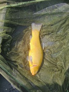 Tench