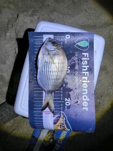 White Seabream