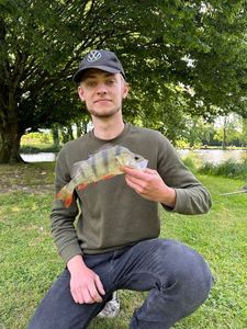 European Perch
