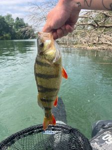 Yellow Perch