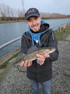 Zander
