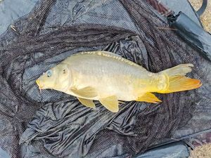 Mirror Carp