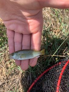 Largemouth Bass