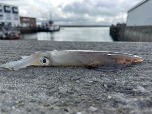 European Squid