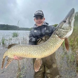 Northern Pike