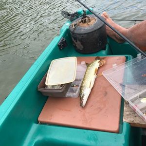 Northern Pike