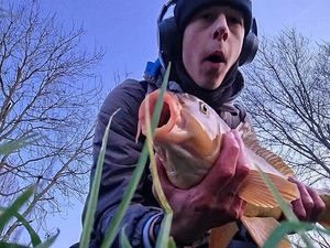 Common Carp