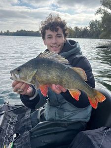 European Perch