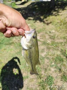 Largemouth Bass