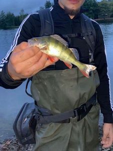 European Perch