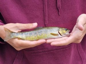 Brown Trout