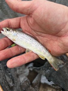 Brown Trout