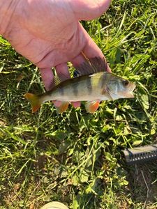European Perch
