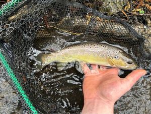 Brown Trout