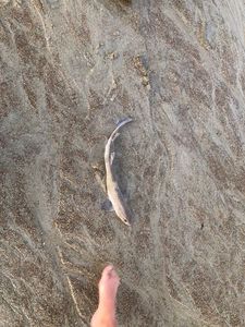 Lesser Spotted Dogfish (Small Spotted Catshark)