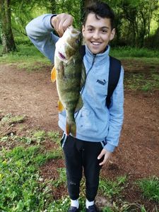 European Perch