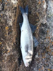 European Bass (Seabass)