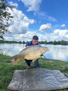 Common Carp