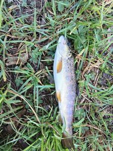 Brown Trout