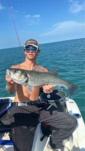 European Bass (Seabass)