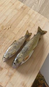 Brown Trout