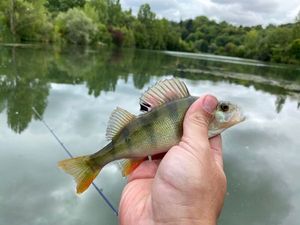 European Perch