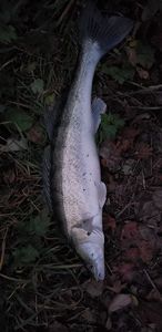 Zander