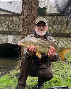 Common Carp