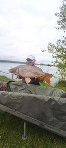 Common Carp