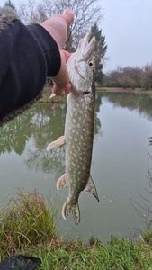 Northern Pike