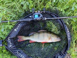 European Perch