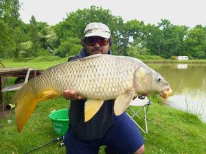 Common Carp