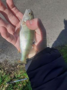 European Perch
