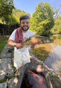 Zander