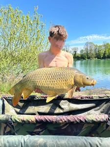 Common Carp