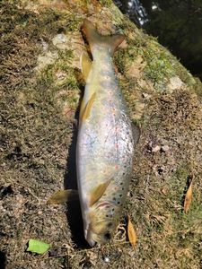 Brown Trout