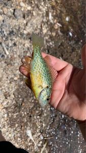 Green Sunfish