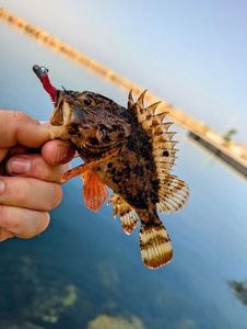 Brown Scorpionfish