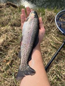 Rainbow Trout