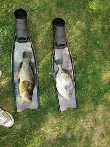 Ballan Wrasse