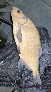 Common Bream