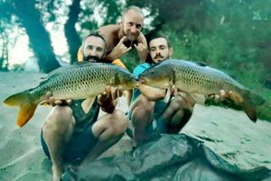 Common Carp