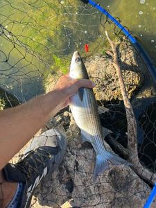 Thinlip grey mullet