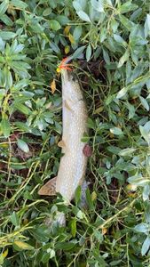 Northern Pike