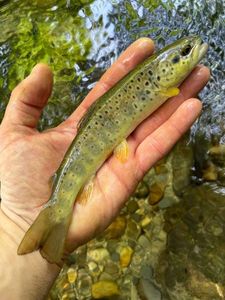 Brown Trout