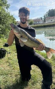 Zander