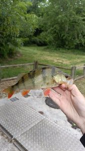 European Perch